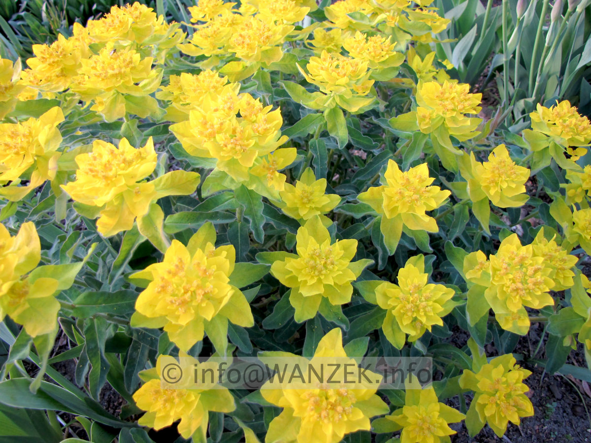 Euphorbia epithymoides (polychroma) 02.JPG